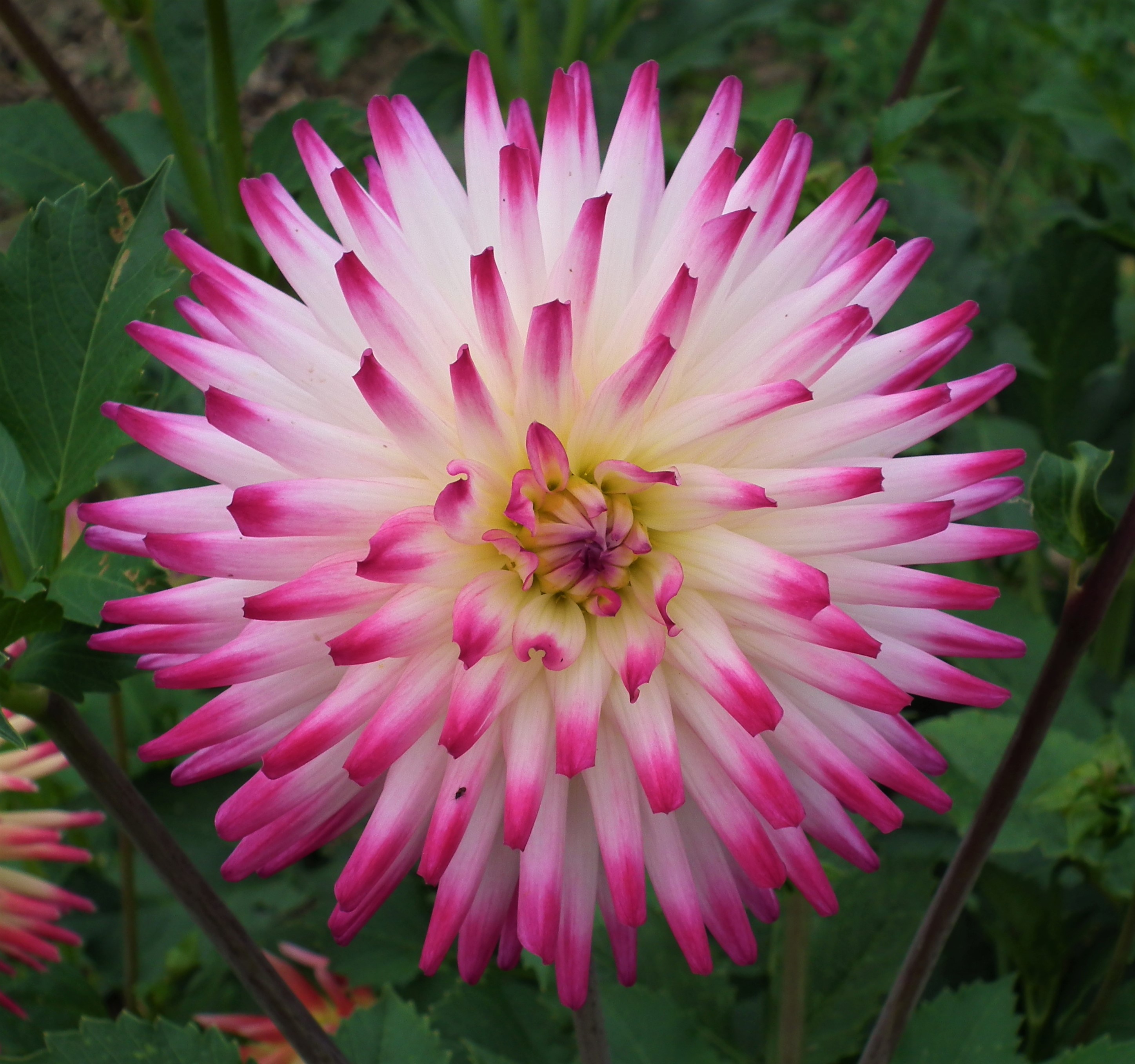 Dahlia Hayley Jane